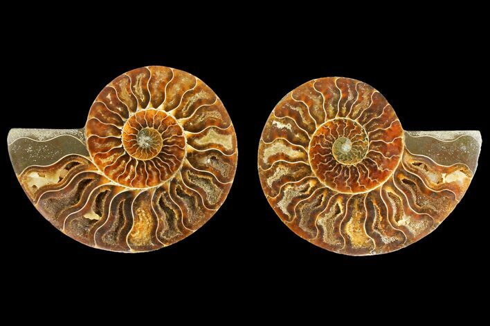 Agatized Ammonite Fossil - Madagascar #139741